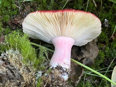 Russula americana