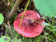 Russula americana