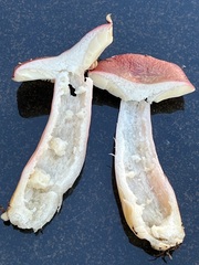 Russula americana