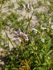 Stachys hyssopifolia