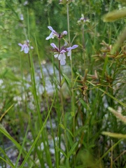 Stachys hyssopifolia