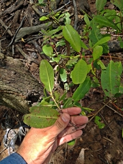 Laguncularia racemosa
