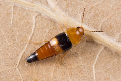 Tachyporus obtusus