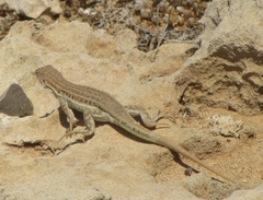 Acanthodactylus schreiberi