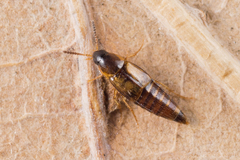 Lordithon thoracicus