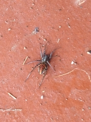 Castianeira walsinghami