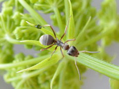 Formica cinerea