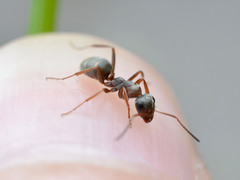 Formica cinerea