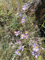 Galatella angustissima