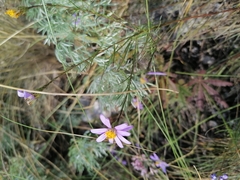 Galatella angustissima