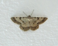 Selidosema brunnearia