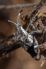 Merocoris curtatus