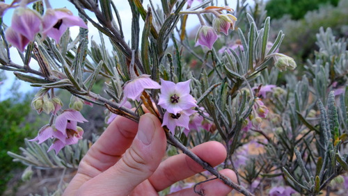Purple Fan Flower (Guichenotia intermedia)