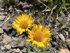 Erigeron aureus