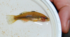 Hypseleotris cyprinoides