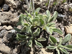Erigeron aureus