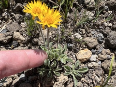 Erigeron aureus