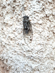Cicada mordoganensis
