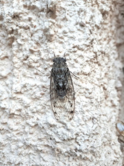 Cicada mordoganensis