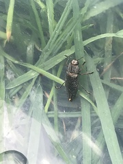 Poecilonota