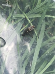 Poecilonota