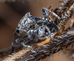 Merocoris curtatus