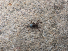 Acantholycosa lignaria