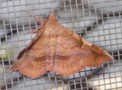 Azeta repugnalis