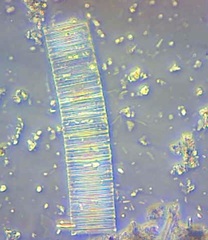 Fragilaria
