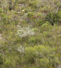 Aspalathus nickhelmei