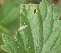 Macrosteles septemnotatus