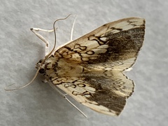 Pantographa