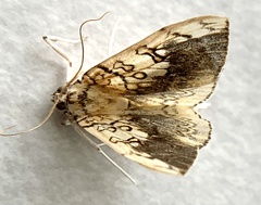 Pantographa
