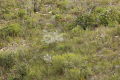 Aspalathus nickhelmei