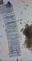 Fragilaria