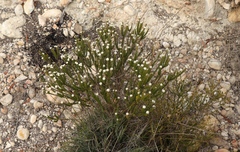 Phylica laevigata