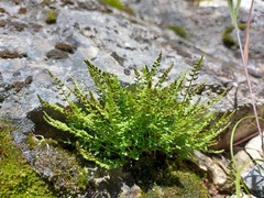 Woodsia pulchella