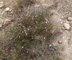 Jamesbrittenia calciphila