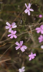 Jamesbrittenia calciphila