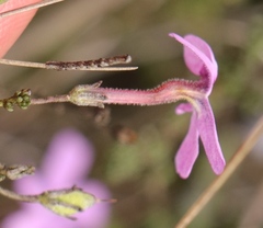 Jamesbrittenia calciphila