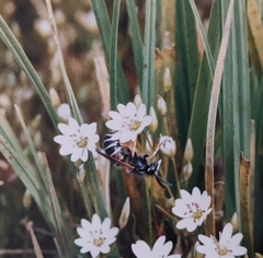 Dolichovespula albida