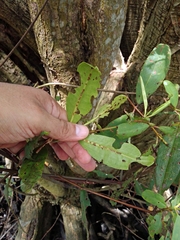 Laguncularia racemosa