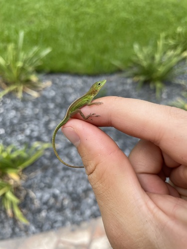 Jeremie Anole, Anolis chlorocyanus