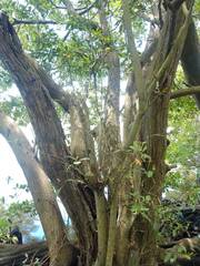 Laguncularia racemosa