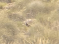 Ptyonoprogne rupestris