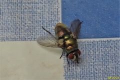 Lucilia sericata