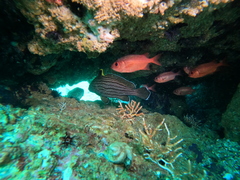 Pareques fuscovittatus