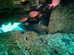 Pareques fuscovittatus