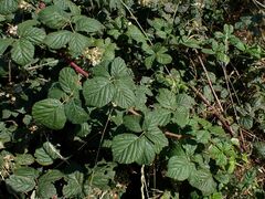 Rubus martrinii