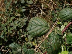 Rubus martrinii